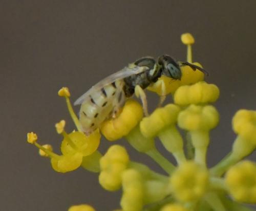 Nomioides facilis